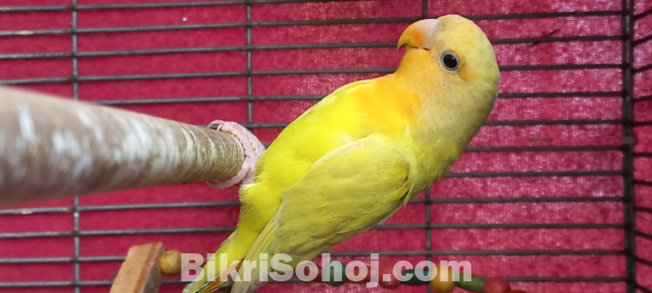 Love Bird (লাভ বার্ড)